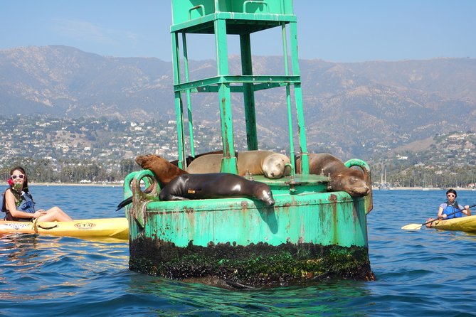 Sea Lion Kayak Tour - Santa Barbara Harbor - Good To Know