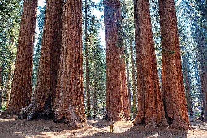 Sequoia Full Day Private Tour and Hike - Good To Know