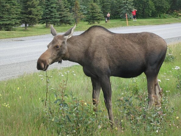 Seward to Anchorage Land Transfer Tour - Good To Know