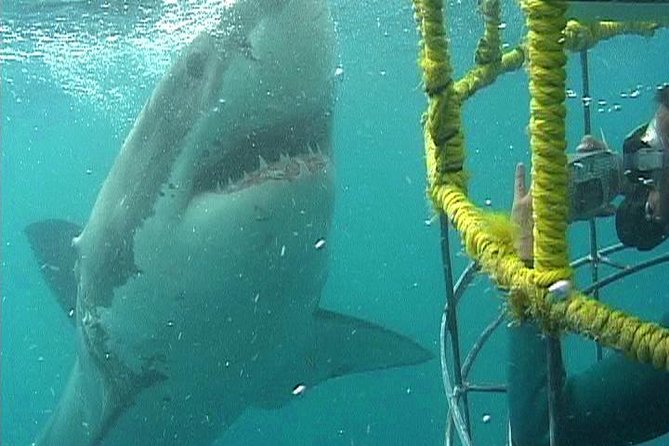 SHARK CAGE DIVING and VIEWING (Self Drive) - Good To Know