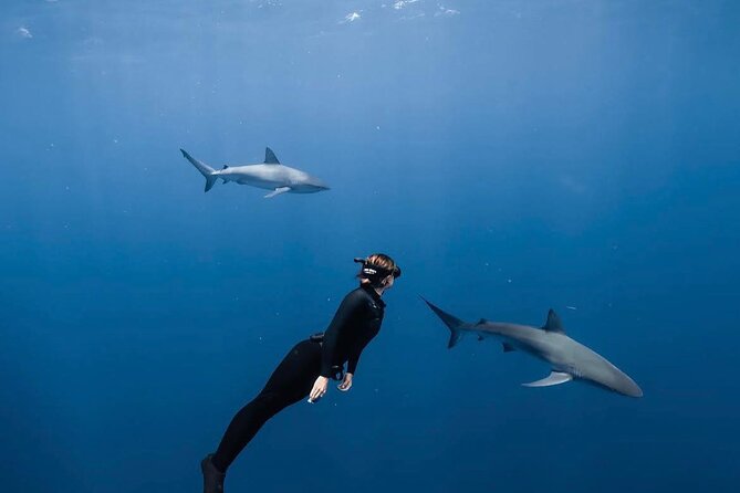 Shark Diving and Snorkeling in Oahu Hawaii - About Your Stay