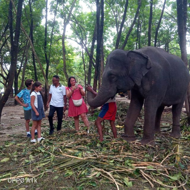 Shore Excursion From Colombo Port Ceylon Tea Experience. - Itinerary Highlights