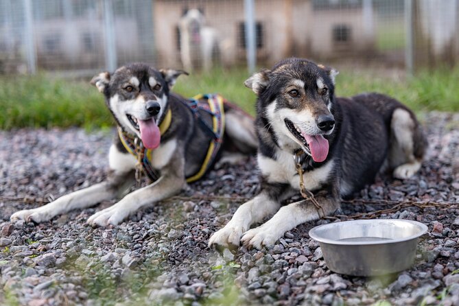 Short Norrbotten County Huskies Visit  - Kiruna - Good To Know