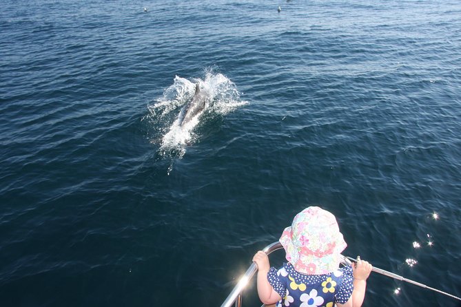Sighting Dolphin Trip Estepona, Marbella - Overview of the Dolphin Trip