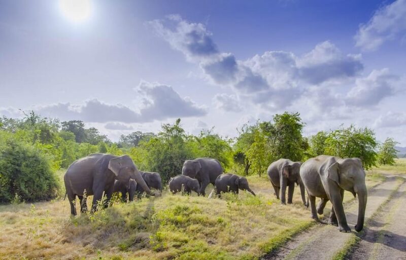 Sigiriya Fortress and Habarana Safari, Day Tour From Colombo - Good To Know