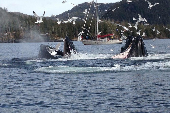 Sitka Shore Excursion: Whale-Watching and Marine Life Tour - Good To Know
