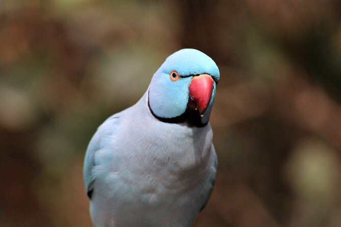 Skip the Line: Birds of Eden Admission Ticket - Good To Know