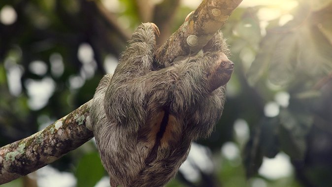 Sloth Sanctuary + Rafting Class II & III Combo - About Your Stay