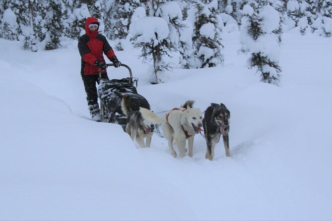 Small-Group Dog Sledding Experience in Sterling - Good To Know