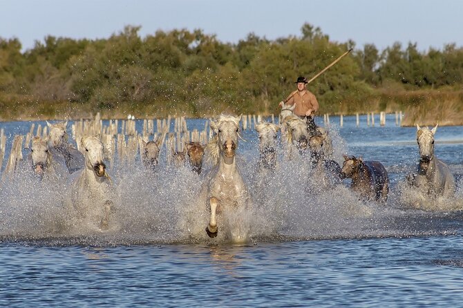 Small Group Half Day Camargue and Rosé Wine Tour From Montpellier - Tour Overview