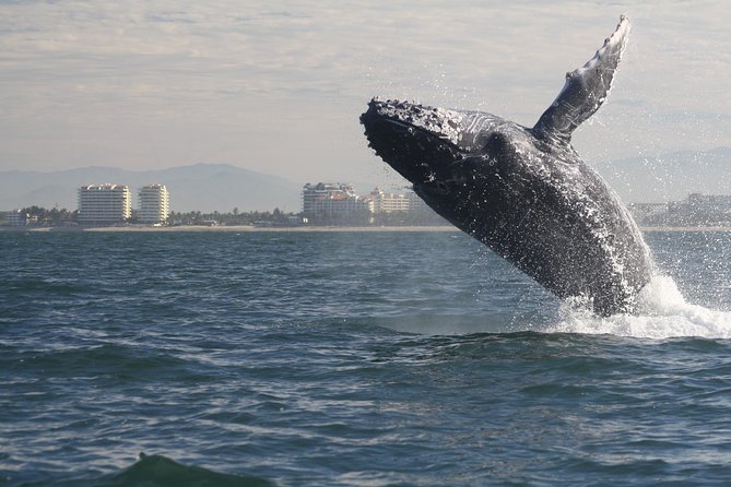 Small-Group Half-Day Whale-Watching Tour in Puerto Vallarta - Key Points