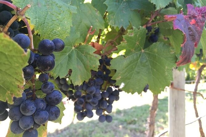 Small Group Tour in 2 Wineries in Luján De Cuyo or Maipú - Tour Overview