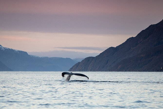 Small Group Whale Watching by RIB - Key Points