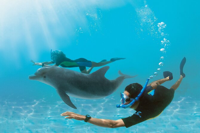 Snorkel at The Dolphin House Adventure In Hurghada - Good To Know