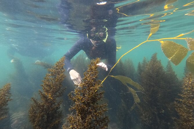 Snorkel San Diegos Mission Bay With a Marine Biologist - Good To Know