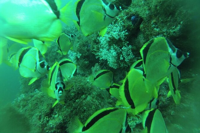 Snorkeling in Tortuga Islands and Curú Wildlife Refuge