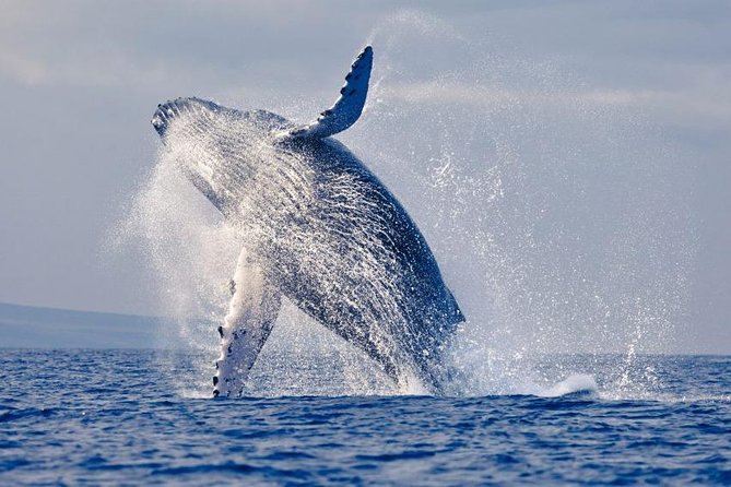 Snorkeling Tour and Whales Watching - Machalilla National Park - About Your Stay