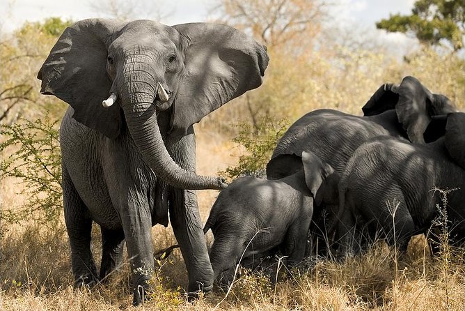 South Africa. Cape Town Tour, Aquila Safari Game Reserve Overnight - Tour Overview