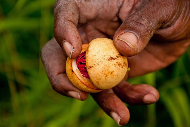 Spice Gardens, Rum & Chocolate Private Tour in Grenada - Key Points