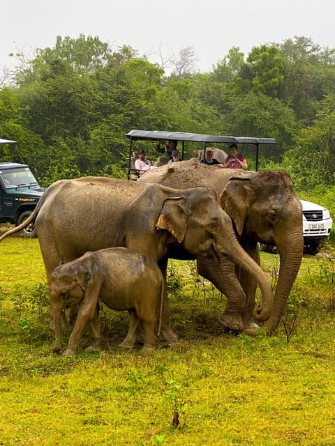 Sri Lanka Cultural Triangle With Hill-Country 4-Day Tour - Tour Overview and Pricing