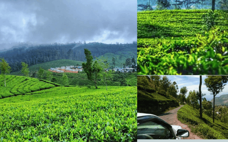 Sri Lanka: Discovery Tour to South Coast to Culture Capital - Cultural and Natural Attractions