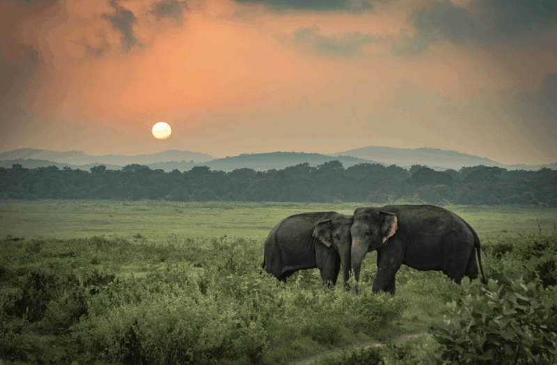 Sri Lanka Tour 14 Days - Cultural and Scenic Experiences