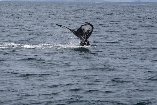 St. John'S Small Group Tour With Iceberg Quest Boat Cruise - Good To Know