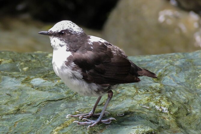 Sta. Rita Waterfall: Observation of Endemic Birds - Tour Overview