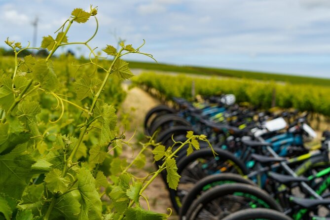 Stellenbosch Half Day Winelands Cycle Tour - Good To Know