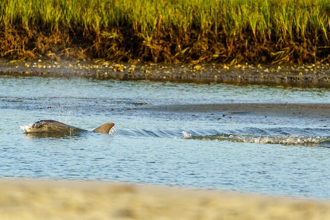 Sunset Dolphin Eco Tour - Good To Know