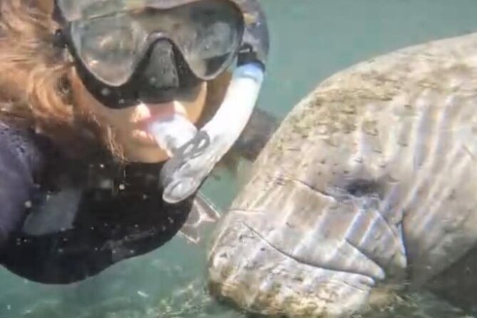 Swim With Manatees Crystal River FL FREE PHOTOS & INWATER GUIDE - Good To Know