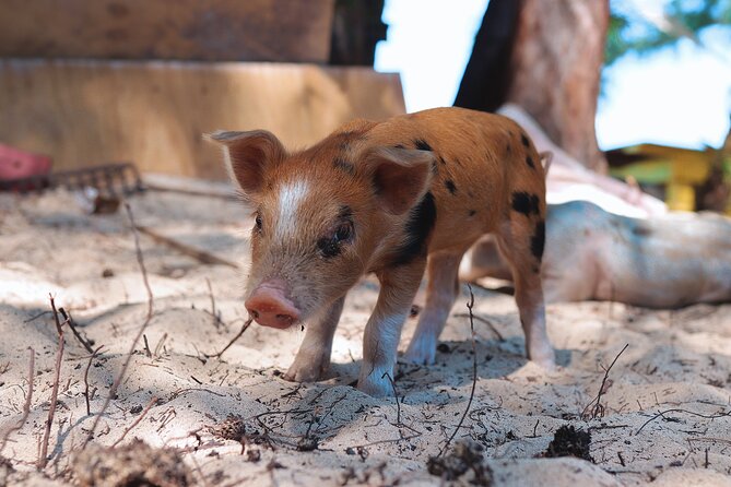 Swimming Pigs & ATV Tour - Tour Overview