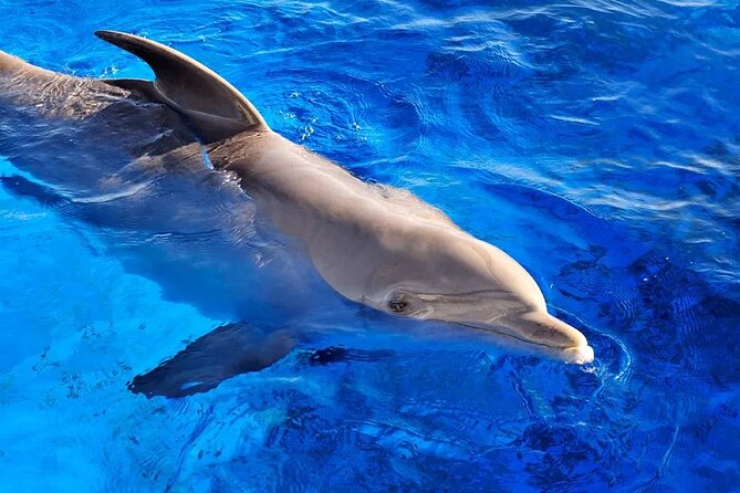 Swimming With Dolphins in Sharm El Shaikh - Key Points
