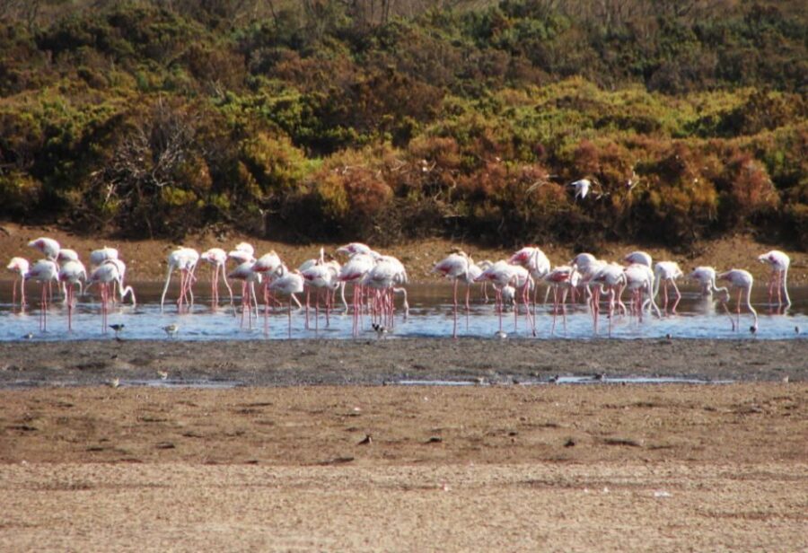 Sunset Camel Riding Including BBQ Dinner & Hotel Transfers