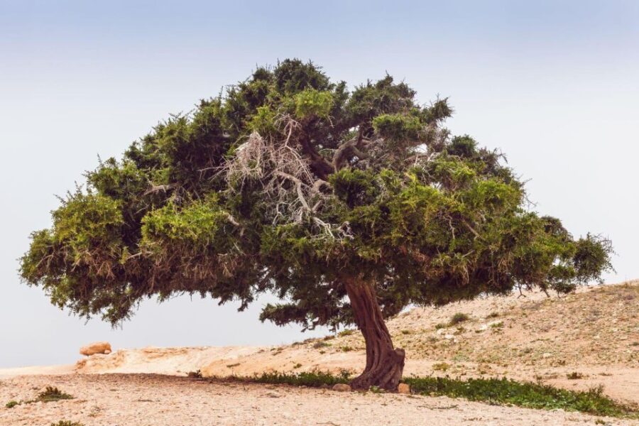 From Agadir: 4×4 Jeep Desert Safari With Lunch and Pickup