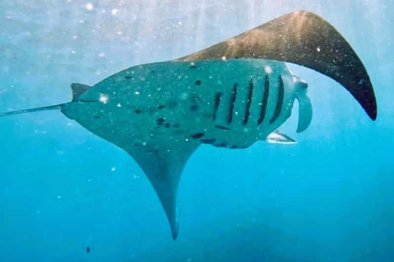 From Bali: Manta Rays Snorkeling & Nusa Lembongan Tour