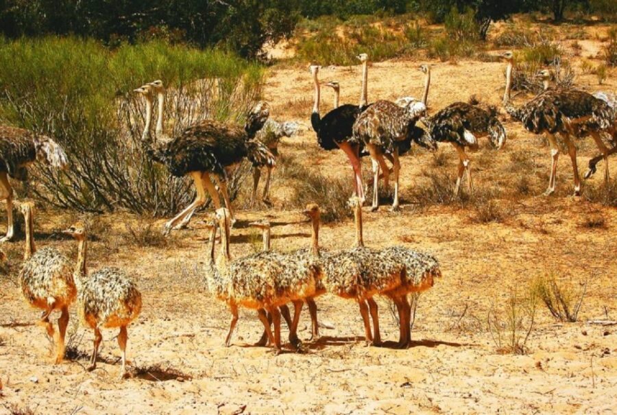 From Agadir: Souss-Massa National Park Tour With Lunch