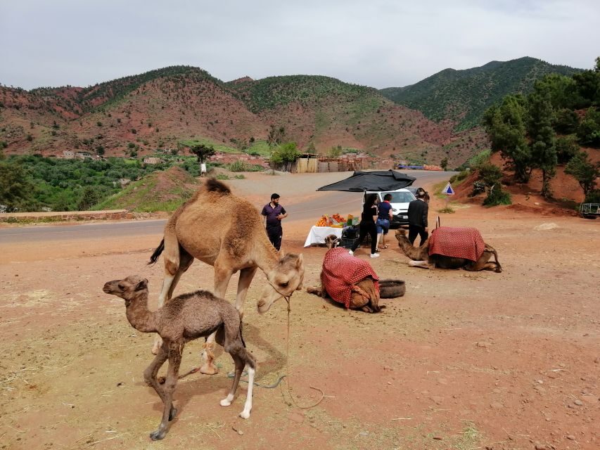 Agafay Desert : Camel Ride & 1hour Quad Bike & Diner Show