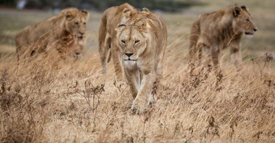 Hazyview: Kruger National Park Full-Day Safari