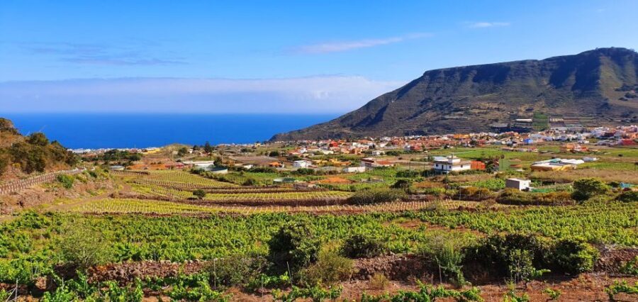 Valley of Tegueste : Wine Tour & Taste in El Lomo Winery