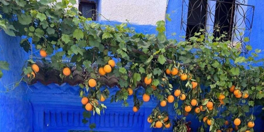Private Tour to the Blue City Chefchaouen