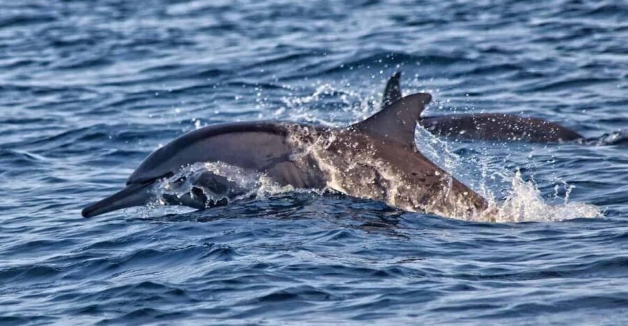 Lovina Bali: Sunrise Dolphin Watching, Swim, and Snorkeling