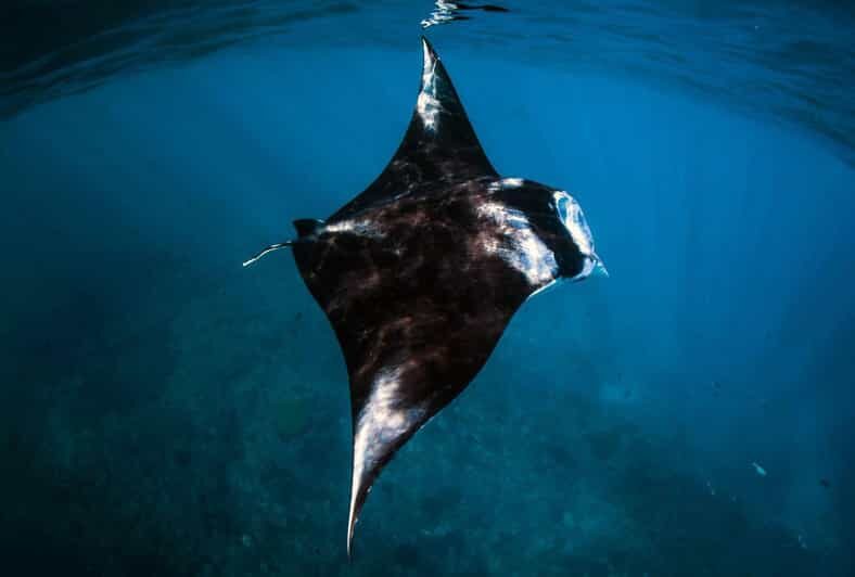 From Bali: Nusa Penida Snorkeling & Island Day Tour All Incl