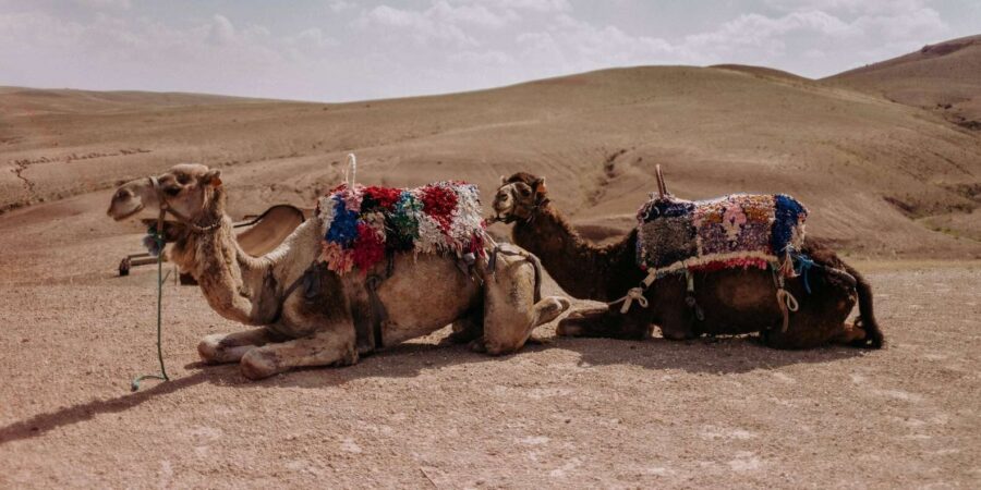 Marrakech: Quad Biking and Camel Ride in the Agafay Desert