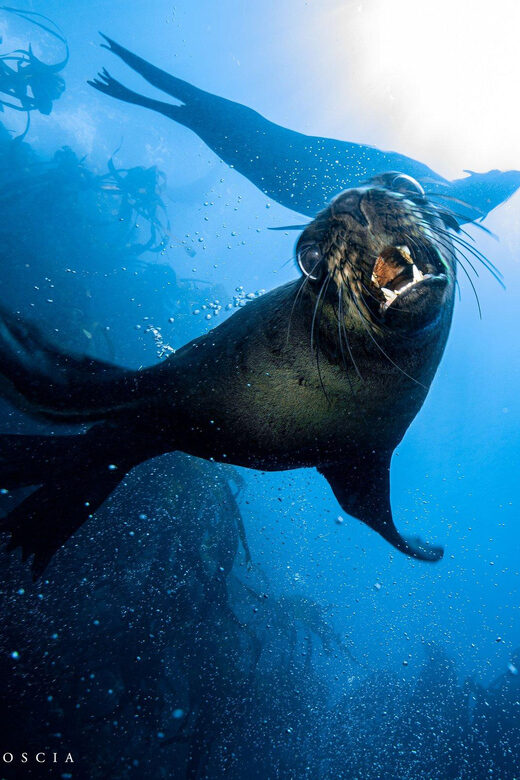 Cape Town; Kelp Forest SCUBA Dive