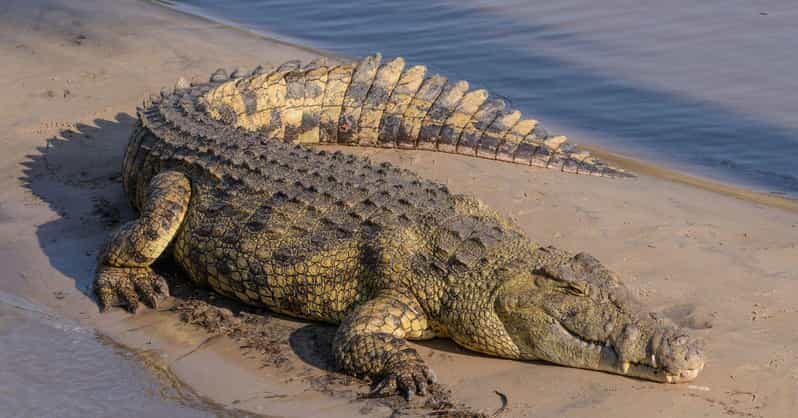 Isimangaliso Boat Safari ½ Day Tour From Richards Bay