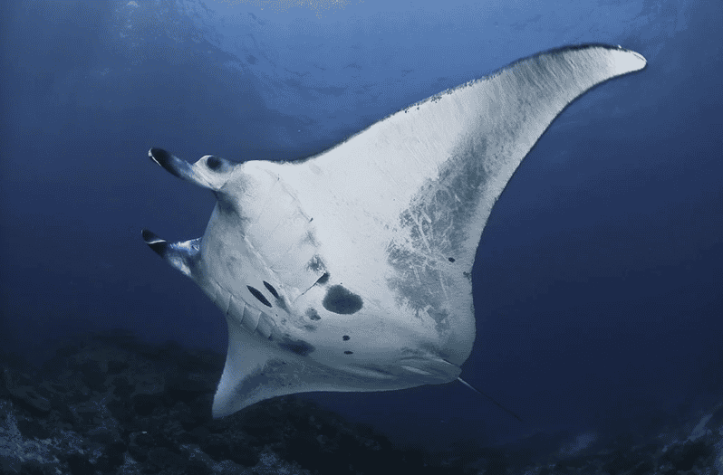 Nusa Penida: Full Day Snorkeling 4 Spots With Private Boat