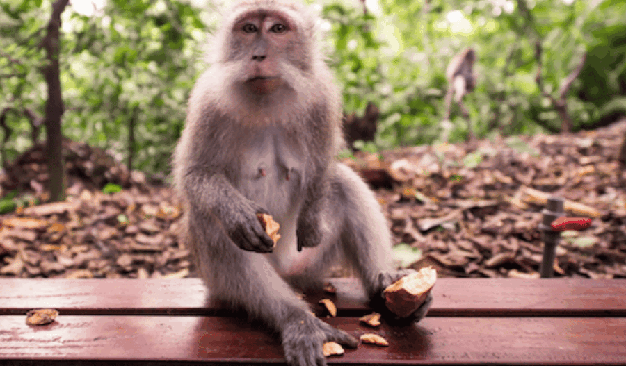 Bali : Full Day Tour With Private Car in Ubud
