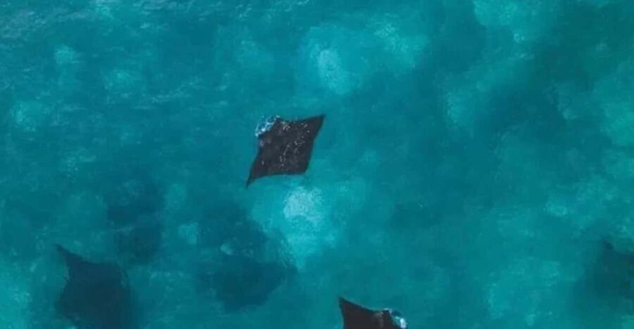 Bali : Nusa Penida Excursion Tour to See Manta Rays by Boat
