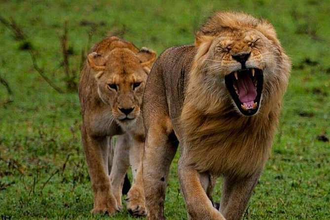 Tanzania Safari - The Great Migration in the North of the Serengeti and Lake Natron - Good To Know